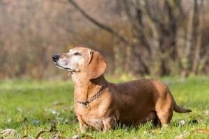 hond teckel aan het liegen Aan de gras. foto