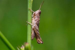 chrysochraon dispareren, groot goud sprinkhaan, mannetje. foto