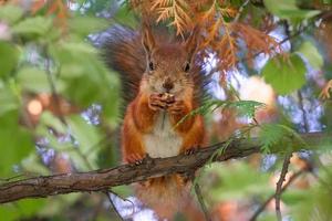 een rood pluizig eekhoorn staat Aan haar achter poten foto