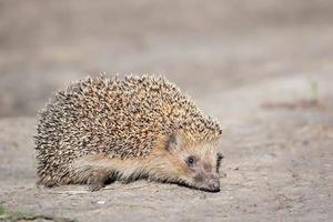 egel Aan de gras. foto