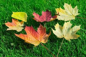 herfst blad esdoorn- groen gras foto