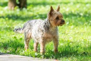 vrouw yorkshire terriër hond foto