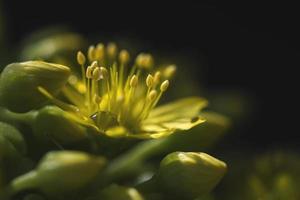 aeonium arboreum (crassulaceae) bloem foto