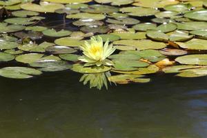 helder water lelie bloemen en groot groen bladeren Aan een meer in Israël foto