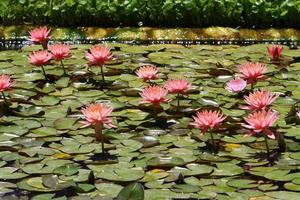 helder water lelie bloemen en groot groen bladeren Aan een meer in Israël foto