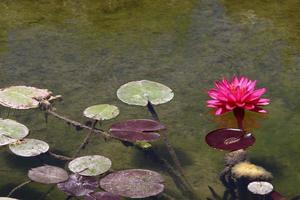helder water lelie bloemen en groot groen bladeren Aan een meer in Israël foto