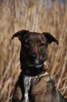 op zoek in de gezicht van een cunucu eiland hond foto