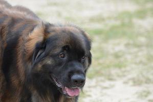 leonberger hond met een zoet gezicht foto