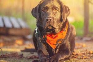 een jong labrador retriever aan het liegen in een oranje halloween bandana. junior labrador retriever. foto