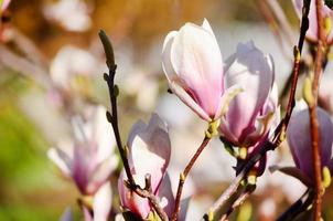 mooie roze magnolia bloem