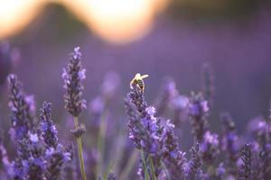 bijen fooien zomer lavendel