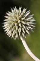 bloeiwijze echinops verticaal close-up