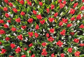 rode tulpen en witte krokus