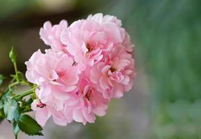 close-up van rozenstruik bloem in de tuin. zachte fokus foto