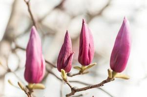mooie roze magnolia bloemen foto
