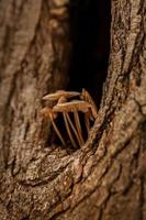 champignons groeit uit van de boom foto