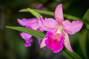 pik en paarse cahuzacra hanh zongen orchideebloem