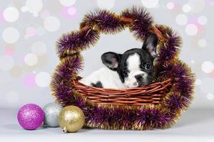 schattig puppy Frans bulldog zittend in een mand met klatergoud en elegant ballen. de concept van Kerstmis foto