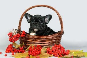 portret van een Frans bulldog puppy in een mand met herfst bladeren en rood lijsterbes. foto