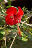 dauw op rode hibiscusbloem met bladeren foto