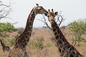 twee giraffen poseren voor de camera foto