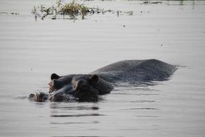 nijlpaard genieten in de rivier- foto