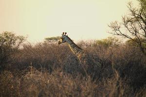 giraffe roamen de struik foto