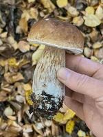 plukken champignons in de Woud, een mooi eetbaar paddestoel in de paddestoel kiezer hand. foto