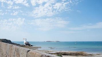 marinier landschap met een zeemeeuw. zomer in heilige malo, Frankrijk foto