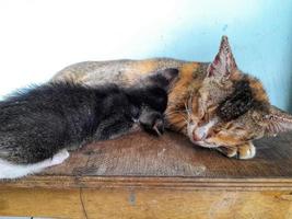 een katje verpleging naar haar moeder foto