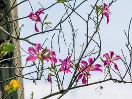 Purper orchidee boom, hong Kong orchidee boom, Purper bauhinia in de tuin foto