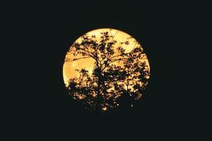 silhouet van boom takken Aan de vol maan foto