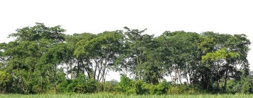 groen bomen geïsoleerd Aan wit achtergrond. zijn Woud en gebladerte in zomer voor beide het drukken en web Pagina's foto