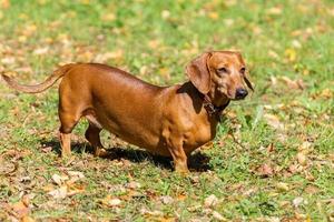 hond teckel Aan de gras foto