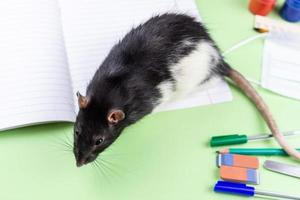 Rat en school- benodigdheden foto