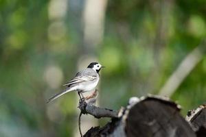 wit kwikstaart motacilla alba foto