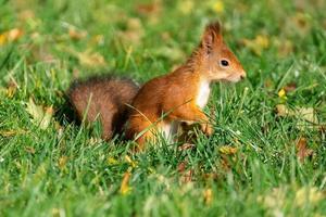 een rood pluizig eekhoorn staat Aan haar achter poten foto