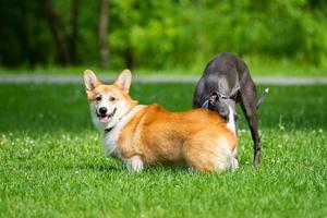 hond windhond en corgi foto