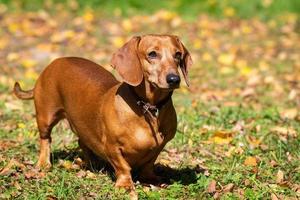 hond teckel Aan de gras foto