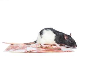 Rat met geld foto