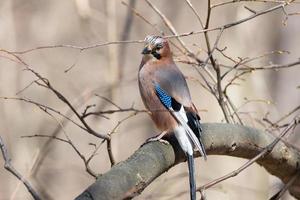 Euraziatisch gaai garrulus glandarius foto