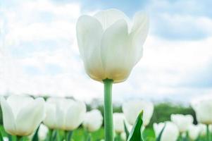 wit tulpen in natuur foto