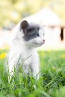 kitten op het gras foto