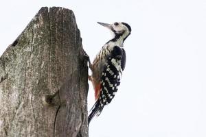 Super goed gevlekte specht dendrocopos majoor foto