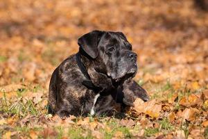 hond riet corso foto