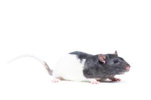 rat op witte achtergrond foto