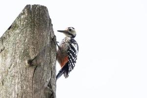 Super goed gevlekte specht dendrocopos majoor foto