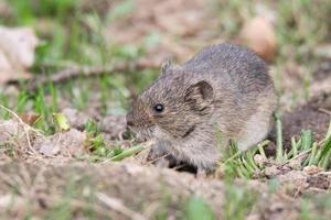 de gestreept veld- muis foto