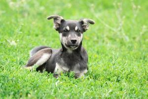 puppy Aan de gras foto