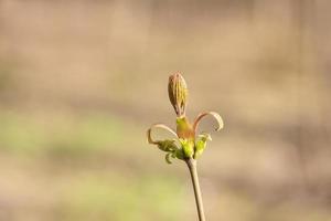 voorjaar bladeren en bloemknoppen foto